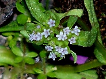 Piccola pianta con fiori piccolissimi - Valerianella sp.